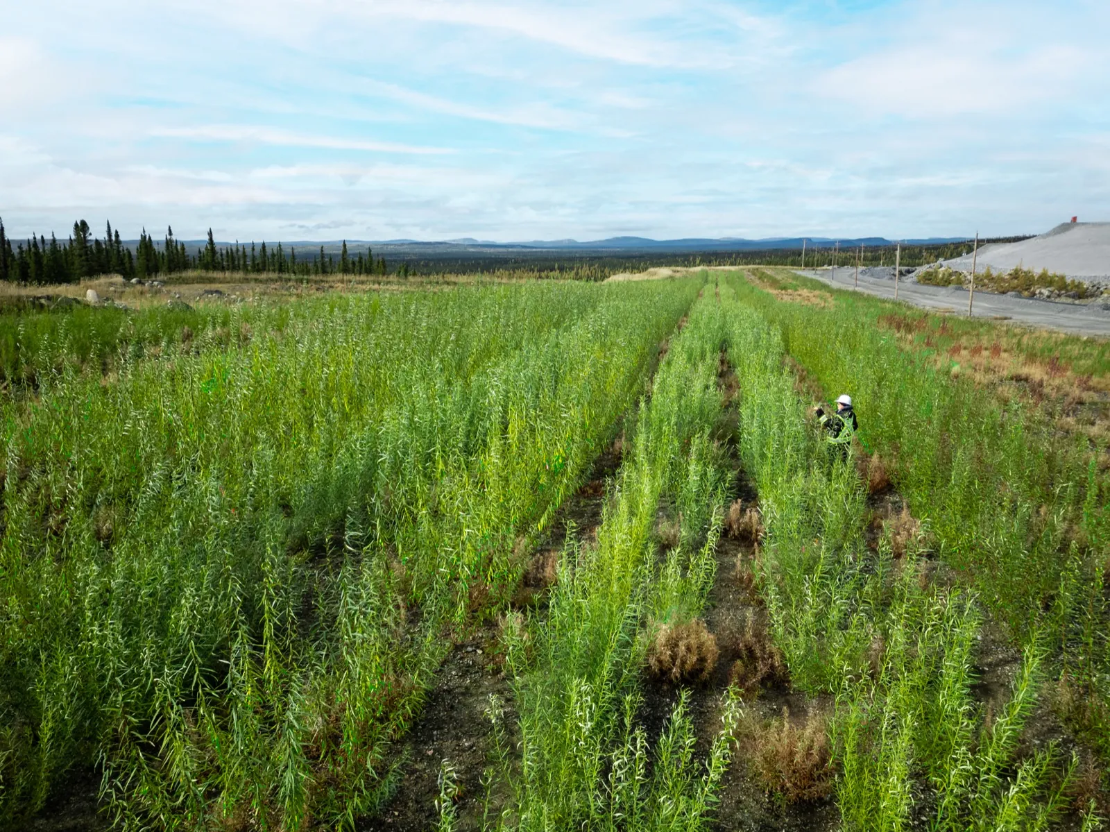 Willows planted in Fermont after 1 year of growth, Quebec