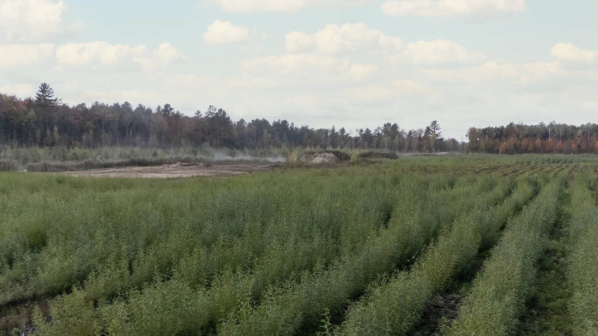 Willow planting on a sector of the Sablière Demers, Mirabel