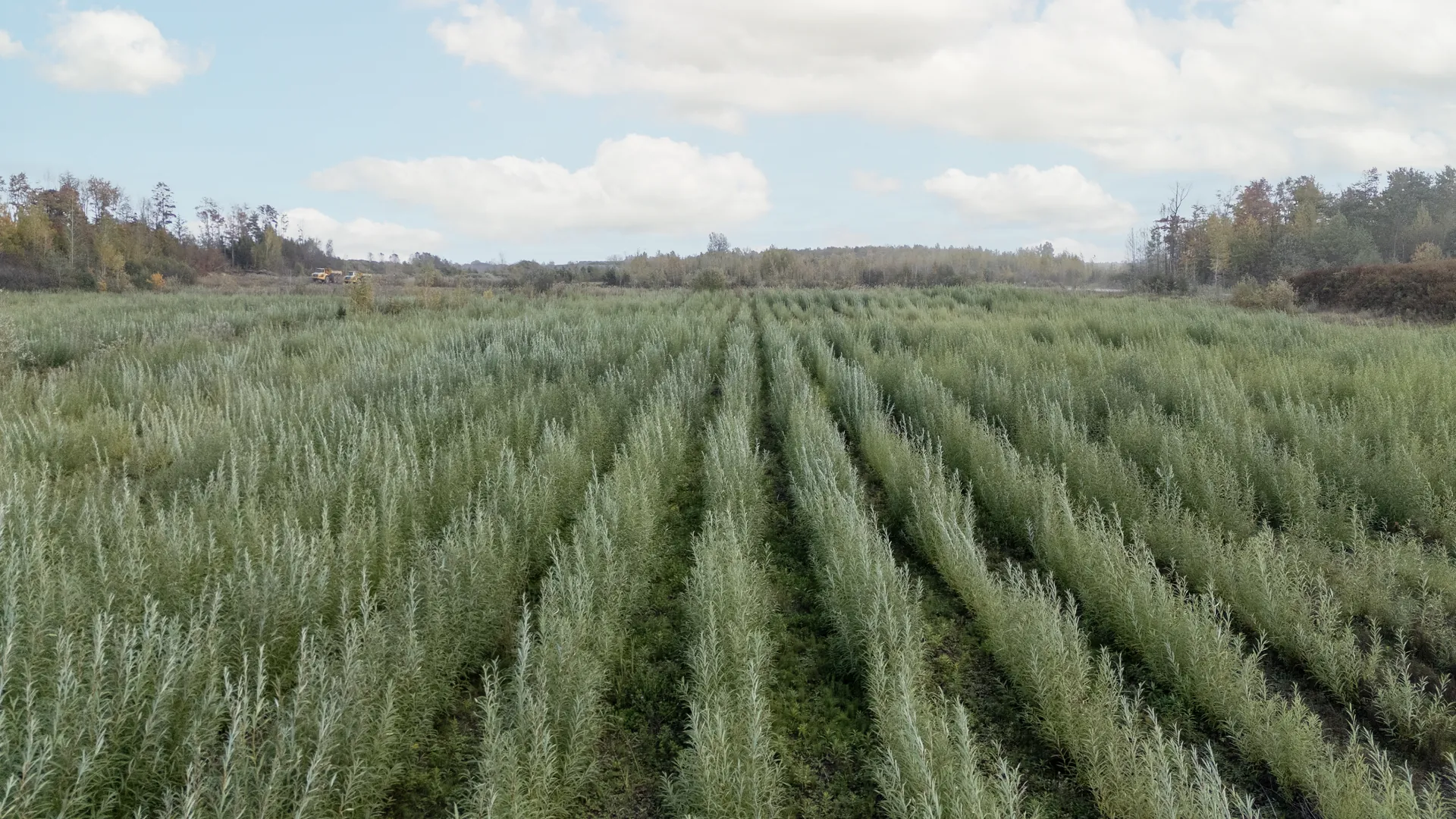 Sablière Demers, Mirabel (aerial view of the intensive willow revegetation)