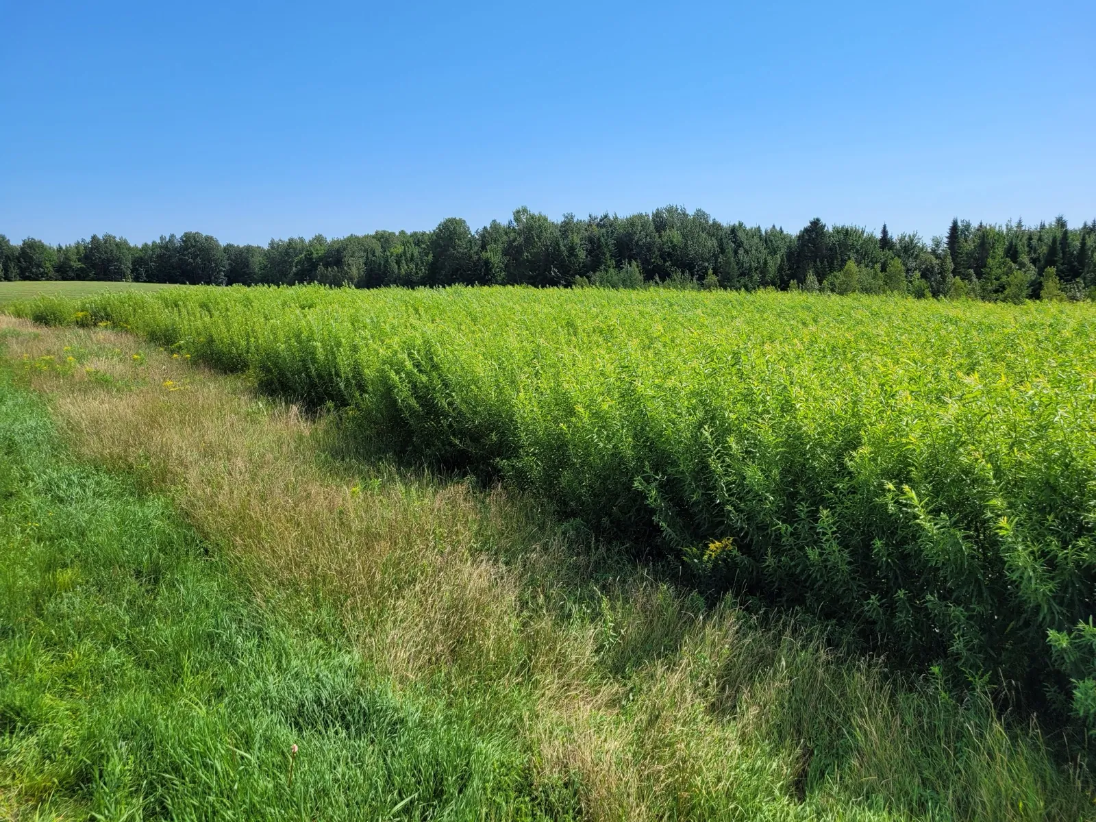 Ground-level view of an Evaplant® willow planting at the Saint-Lambert-de-Lauzon LET, Quebec