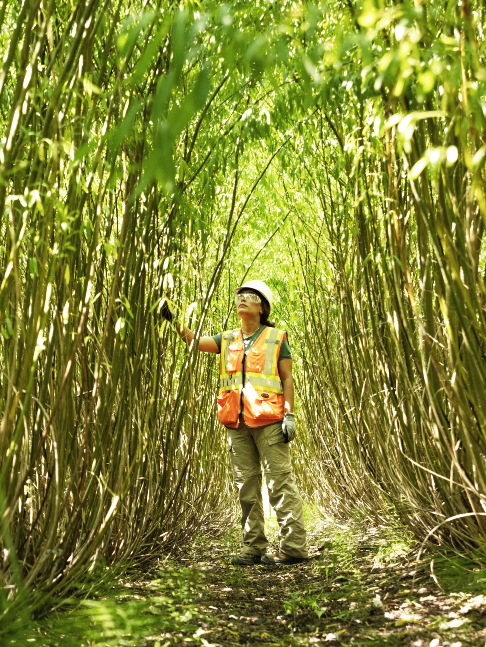 Field inspection in a mature Evaplant® planting at the Sainte-Sophie engineered landfill, Quebec