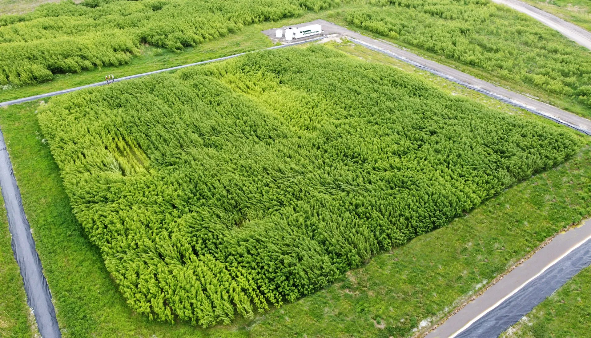 Aerial view of an Evaplant® willow planting