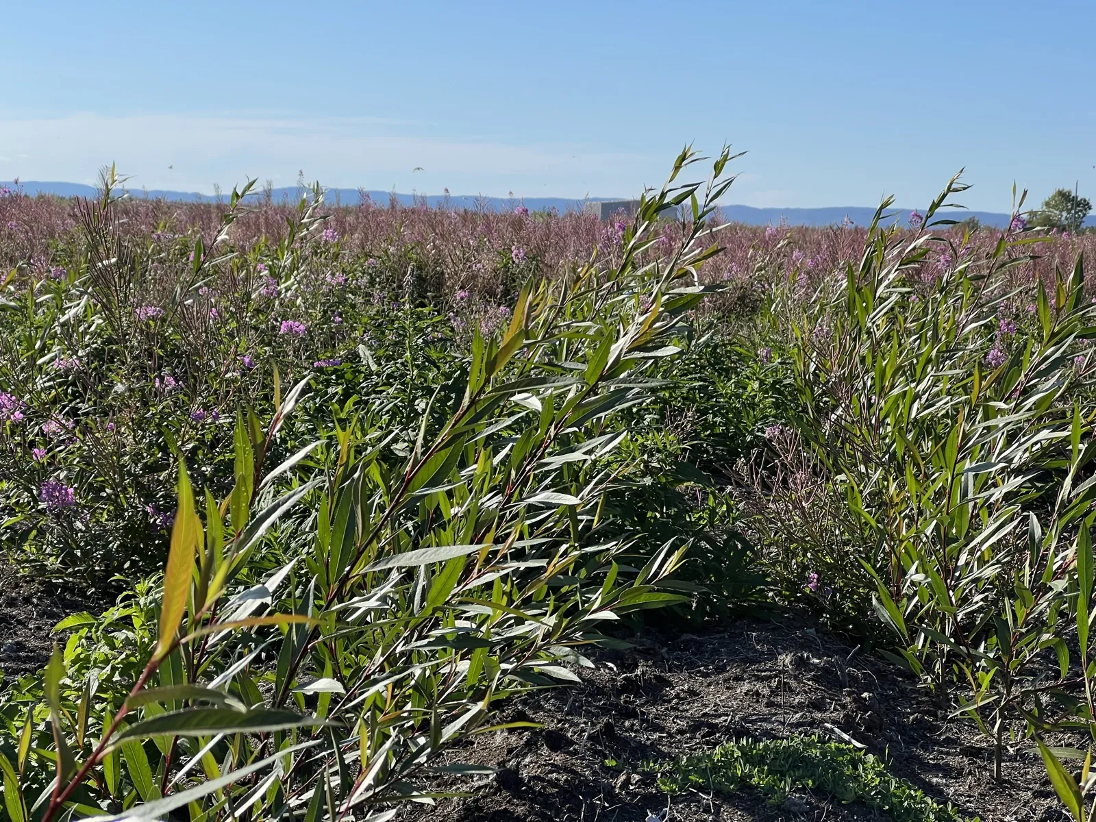 Field inspection of the Evacap™ cover on the former Sept-Îles landfill