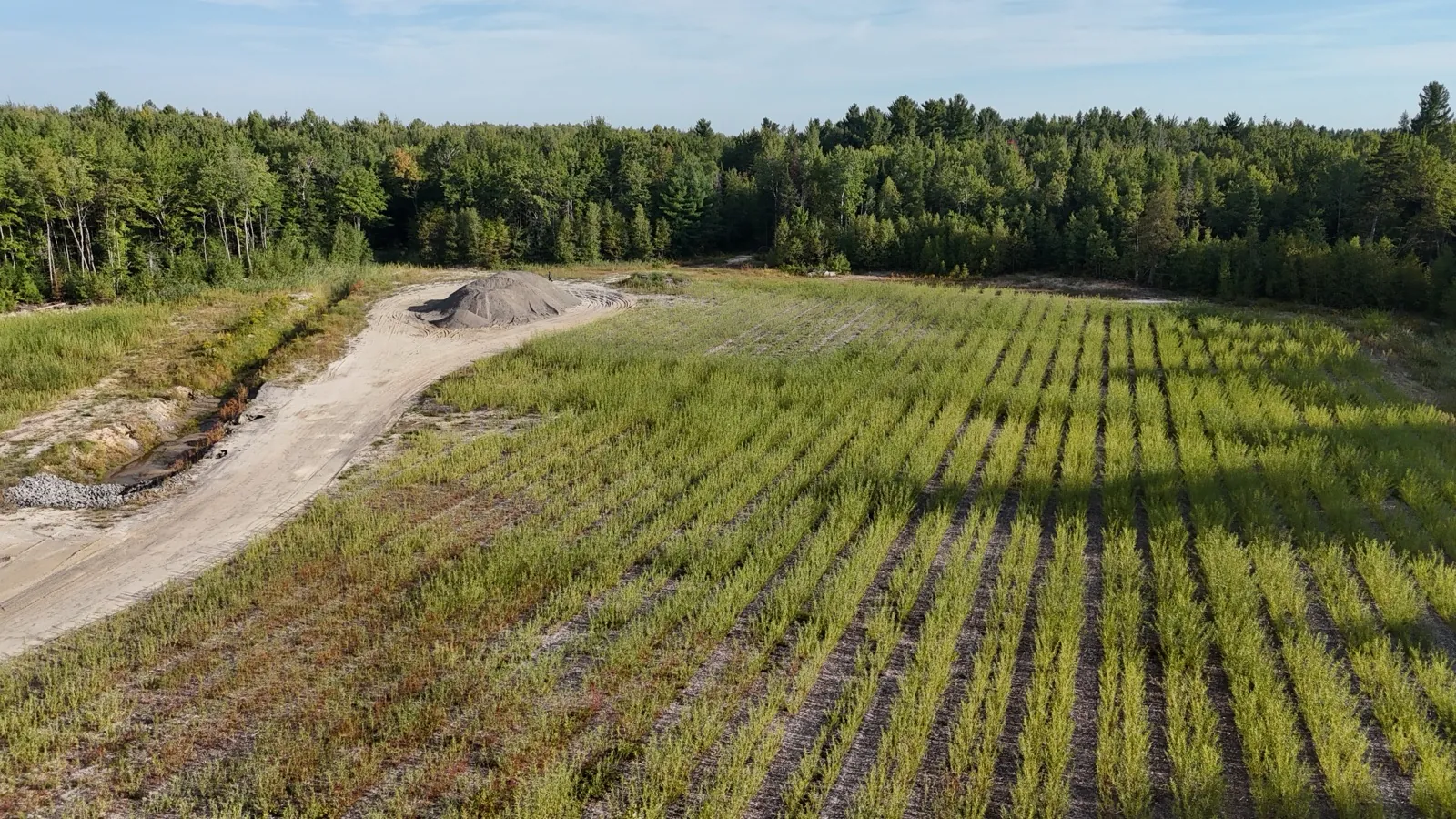 Revegetation of the Sable Villeneuve sand quarry in Terrebonne (drone view, Quebec)