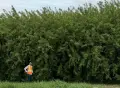Haie de saules Intercept™ en pleine hauteur, avec un technicien pour l'échelle