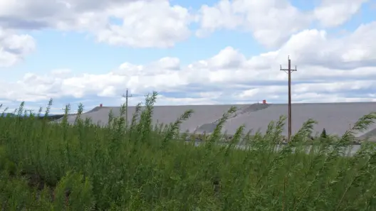 Saules plantés devant une halde du site minier de Fermont