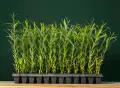 Plateau de plants de saules enracinés en pépinière, Québec