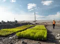 Plants de saules alignés sur un site minier, avec un travailleur