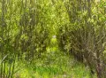Plantation de saules deux ans après la mise en terre