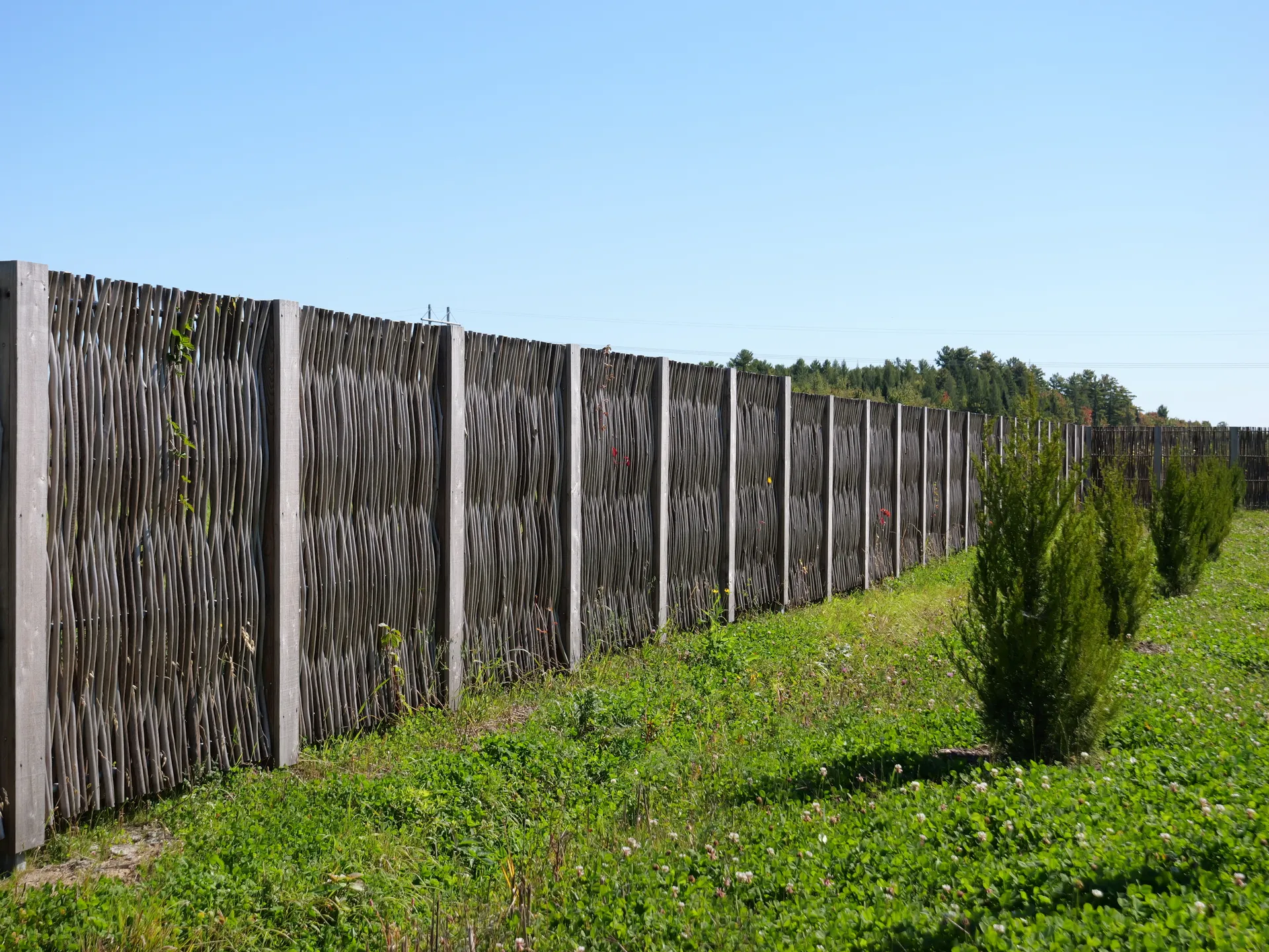 Longue clôture en saule tressé avec plantation de conifères, site commercial, Québec