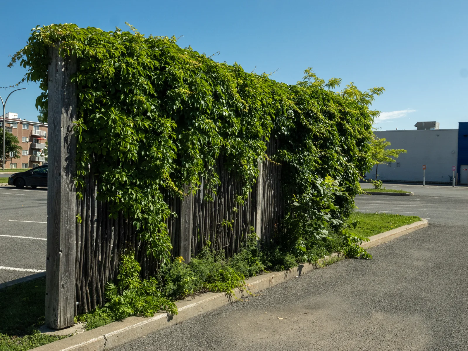 Clôture en saule tressé en bordure de stationnement d'un restaurant A&W (vue aérienne), Québec
