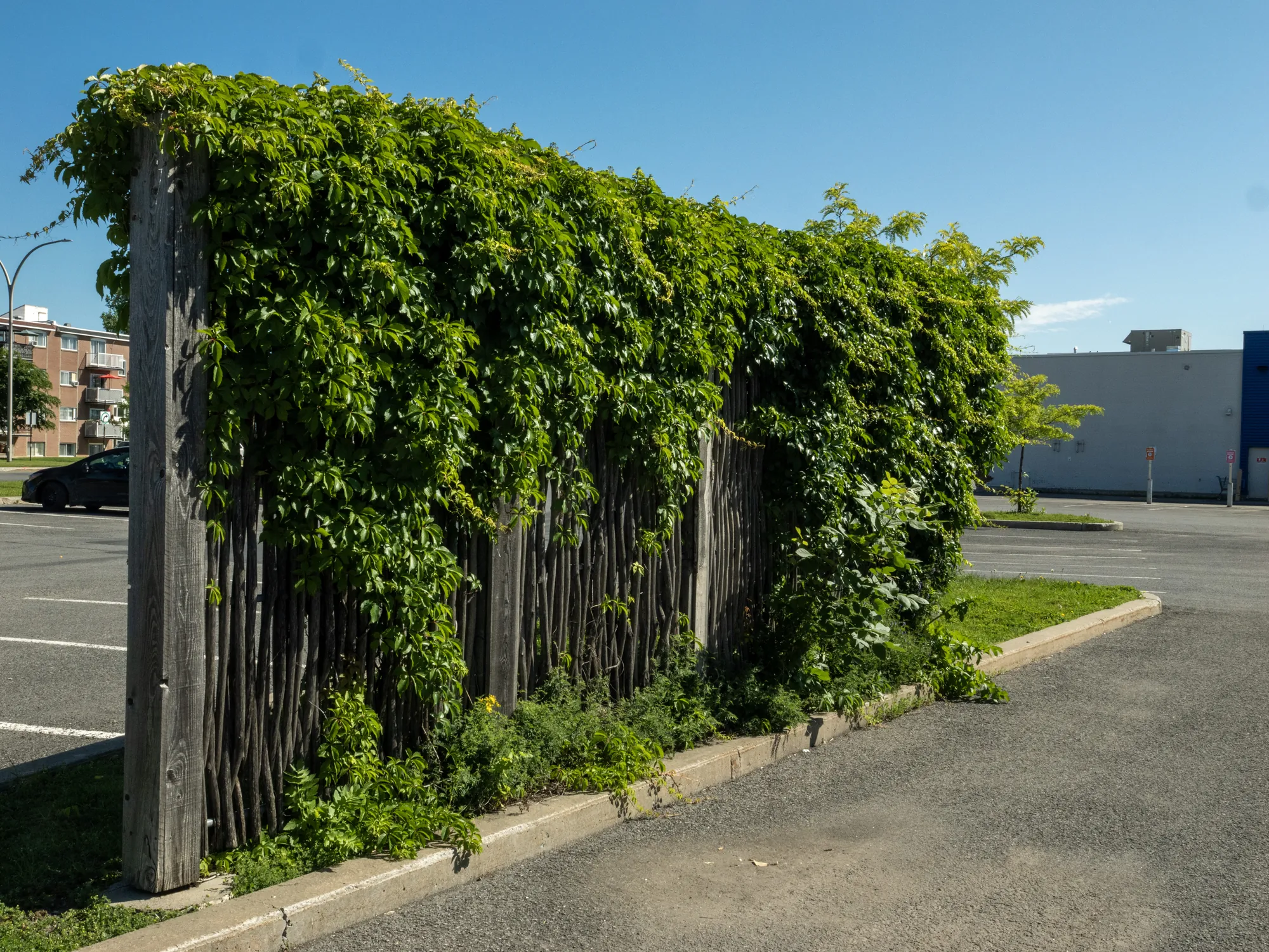 Clôture en saule tressé végétalisée en bordure de stationnement commercial, Québec