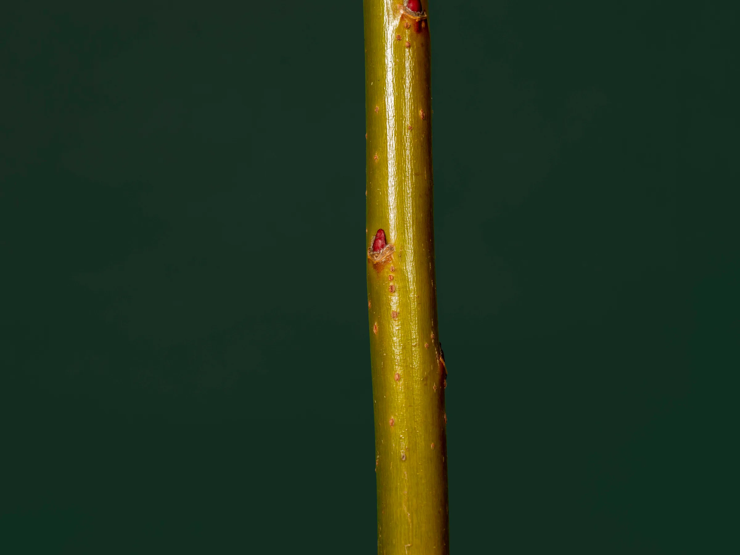 Macro shot of a bud on a willow stem, Quebec