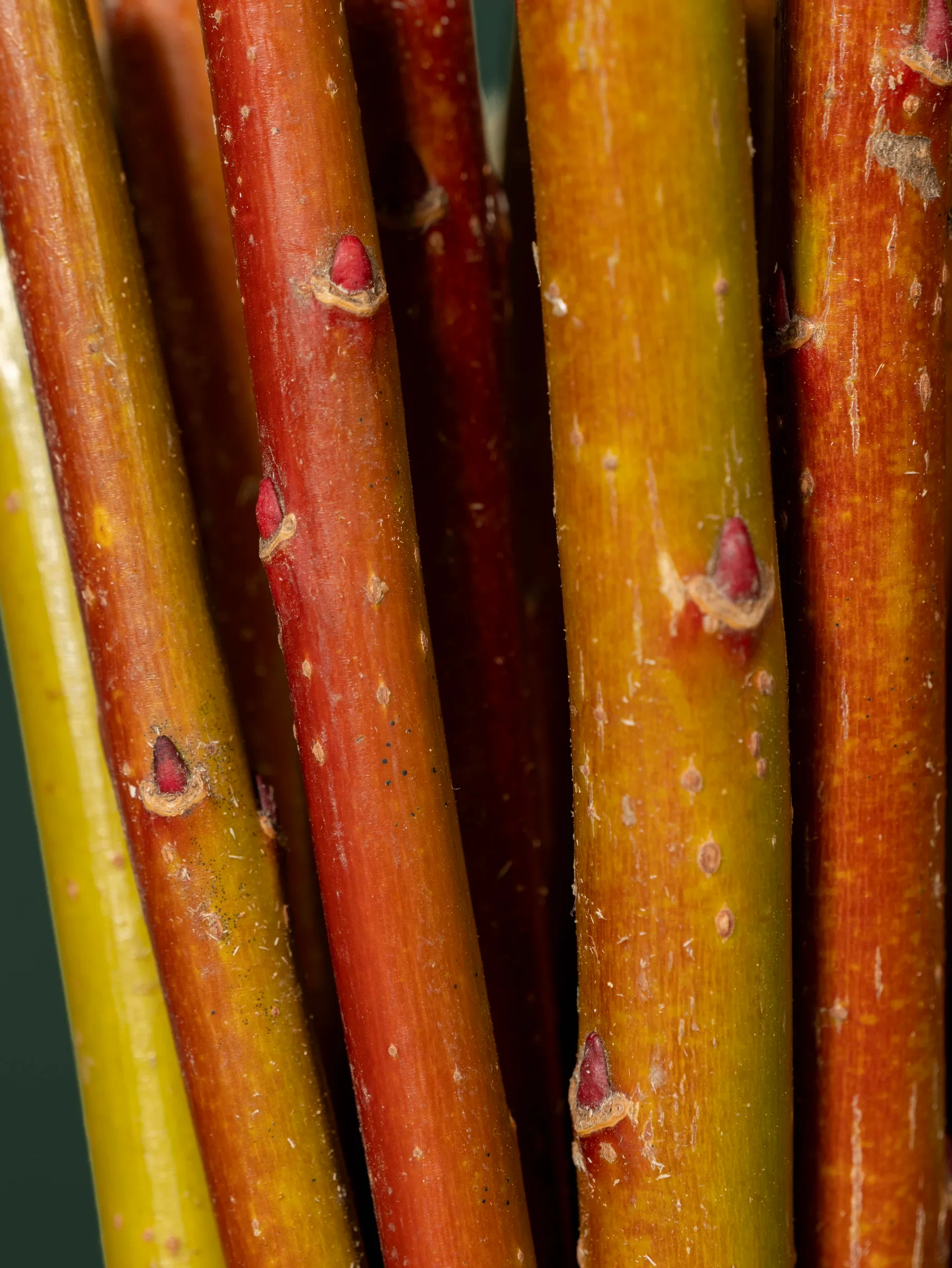 Close-up of buds on cut willow stems, Quebec