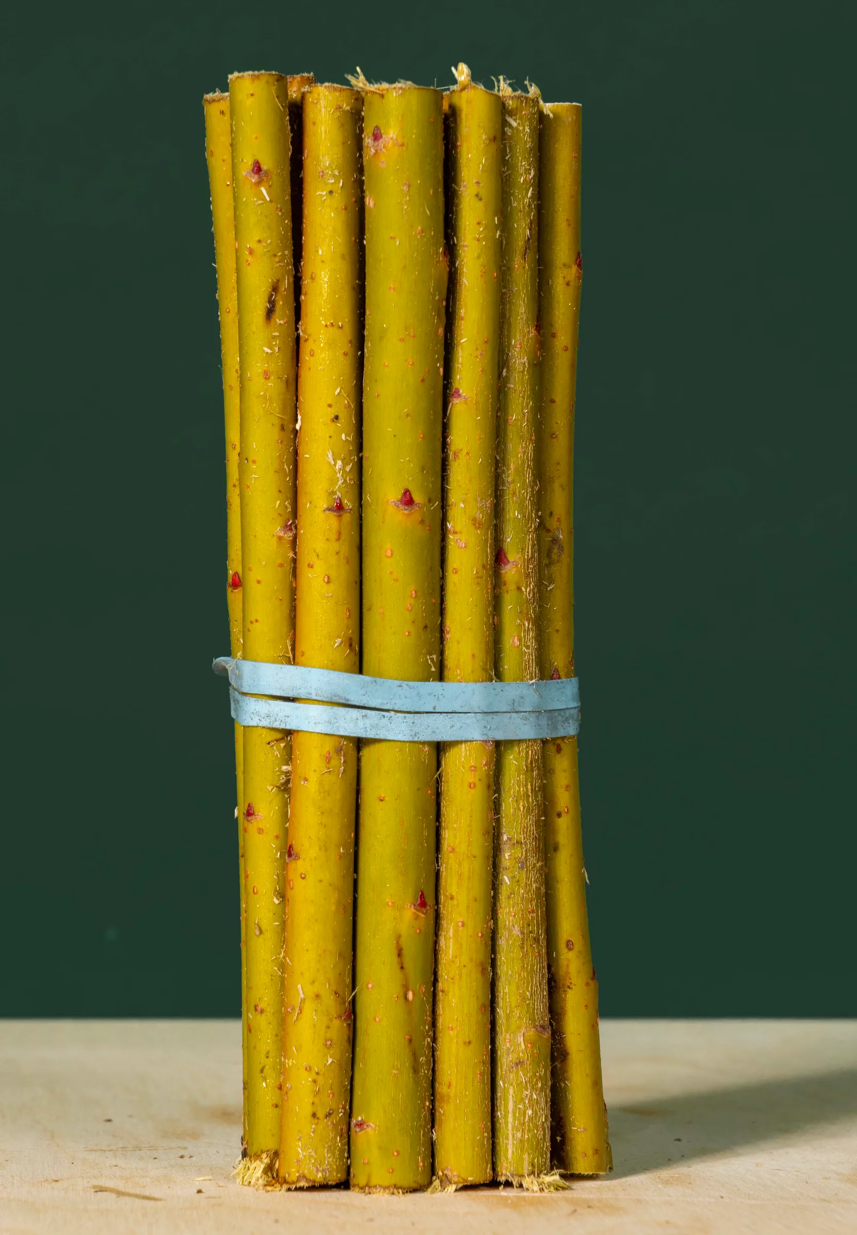 Bundle of willow cuttings with yellow-green stems, ready for rooting, Quebec