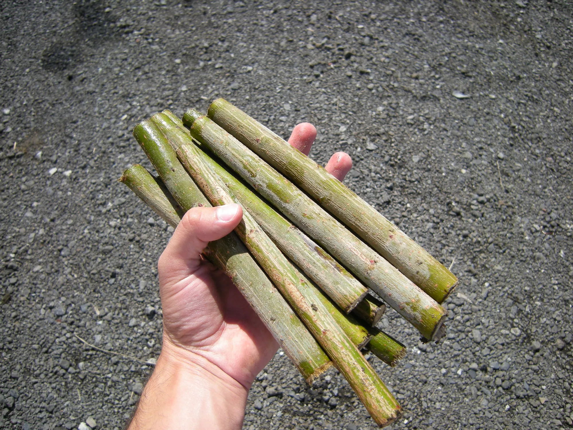 Hand holding a bundle of freshly cut willow cuttings, Quebec