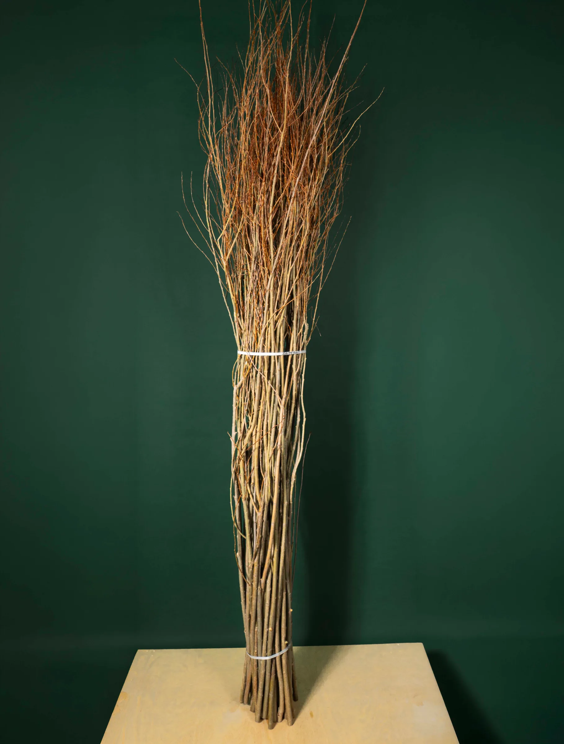 Whole bundle of willow stems standing upright, ready for bioengineering, Quebec
