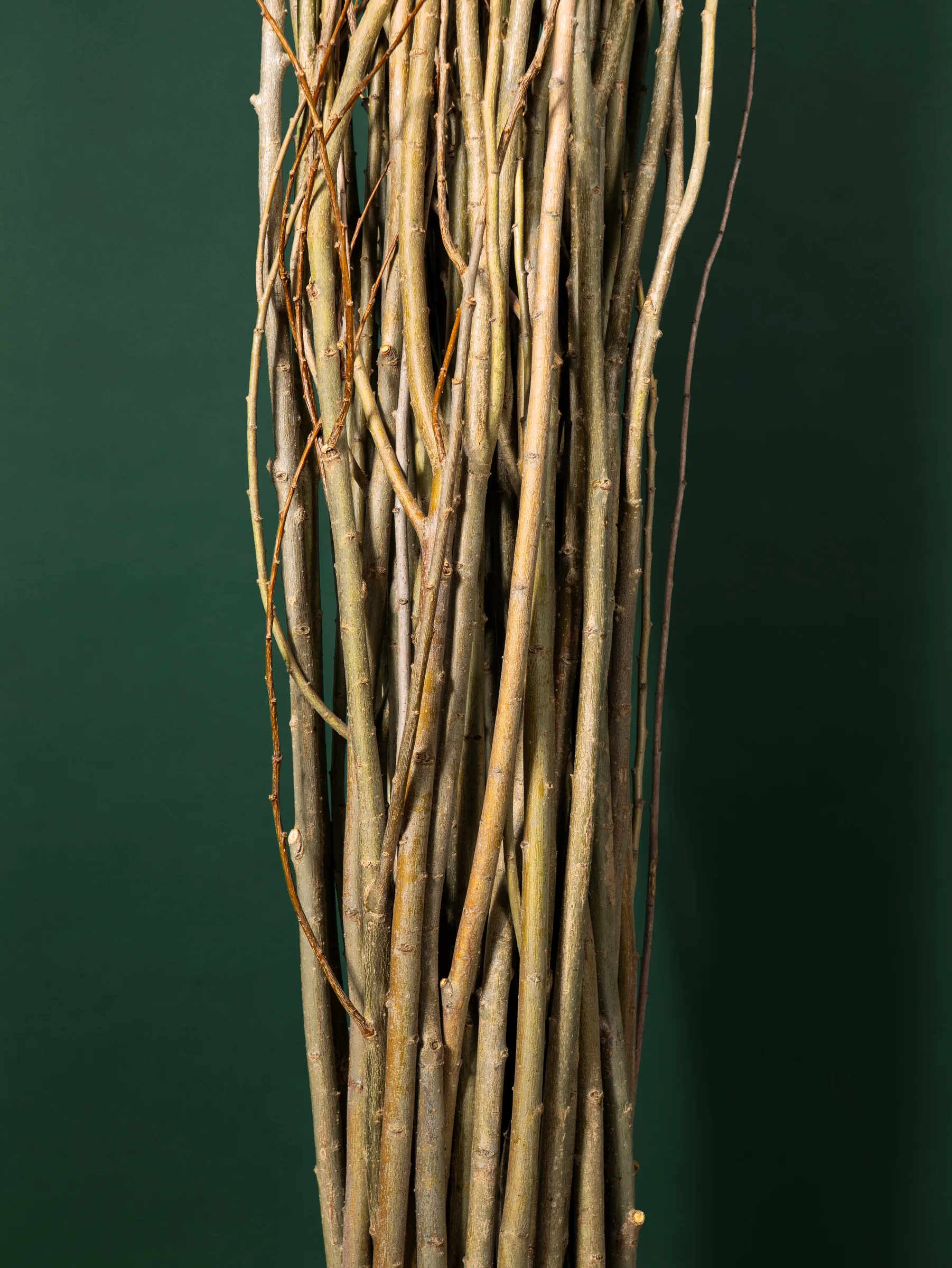Close-up of interwoven stems in a willow bundle, Quebec