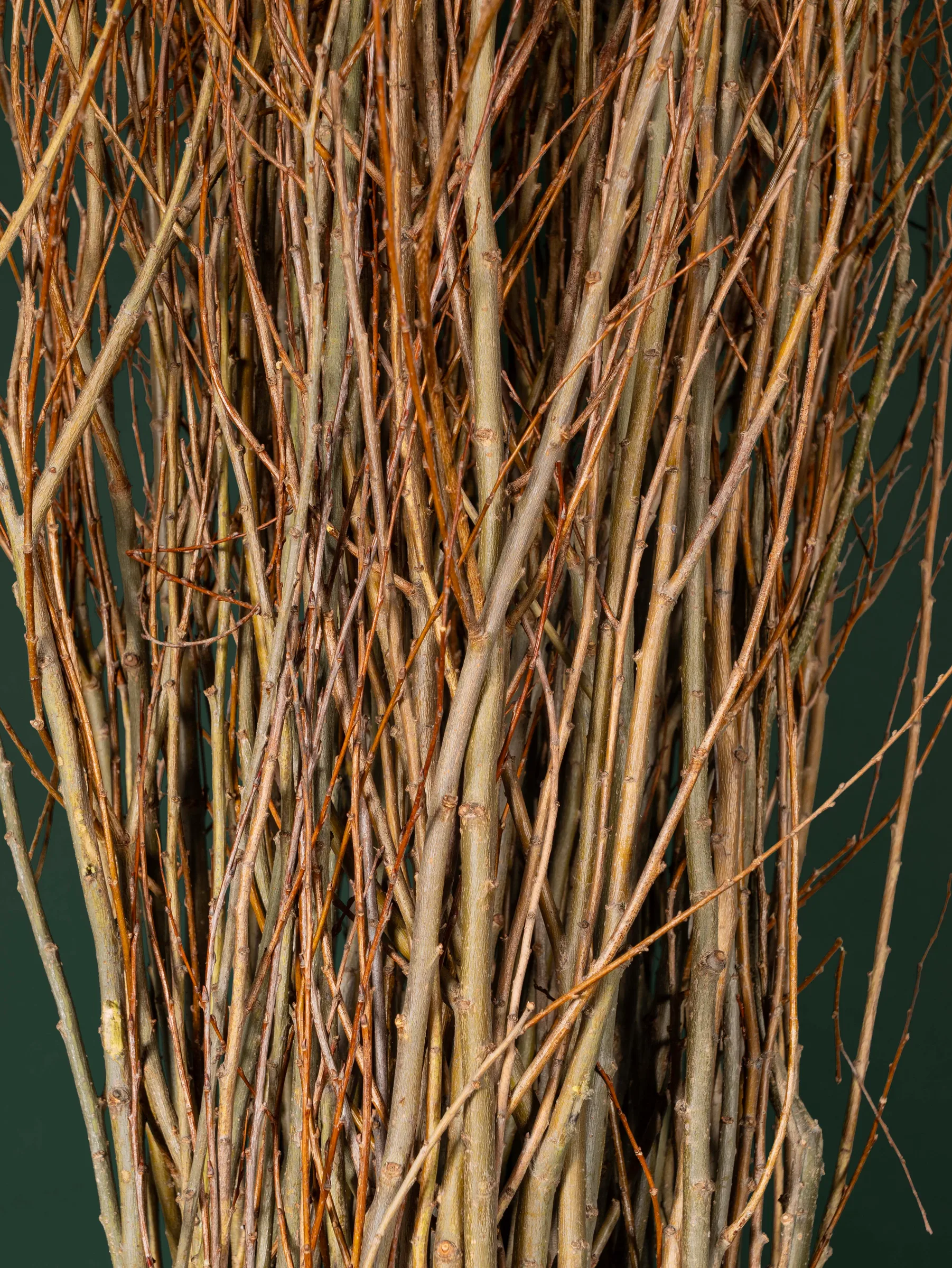 Dense texture of interwoven willow stems in a bundle, Quebec