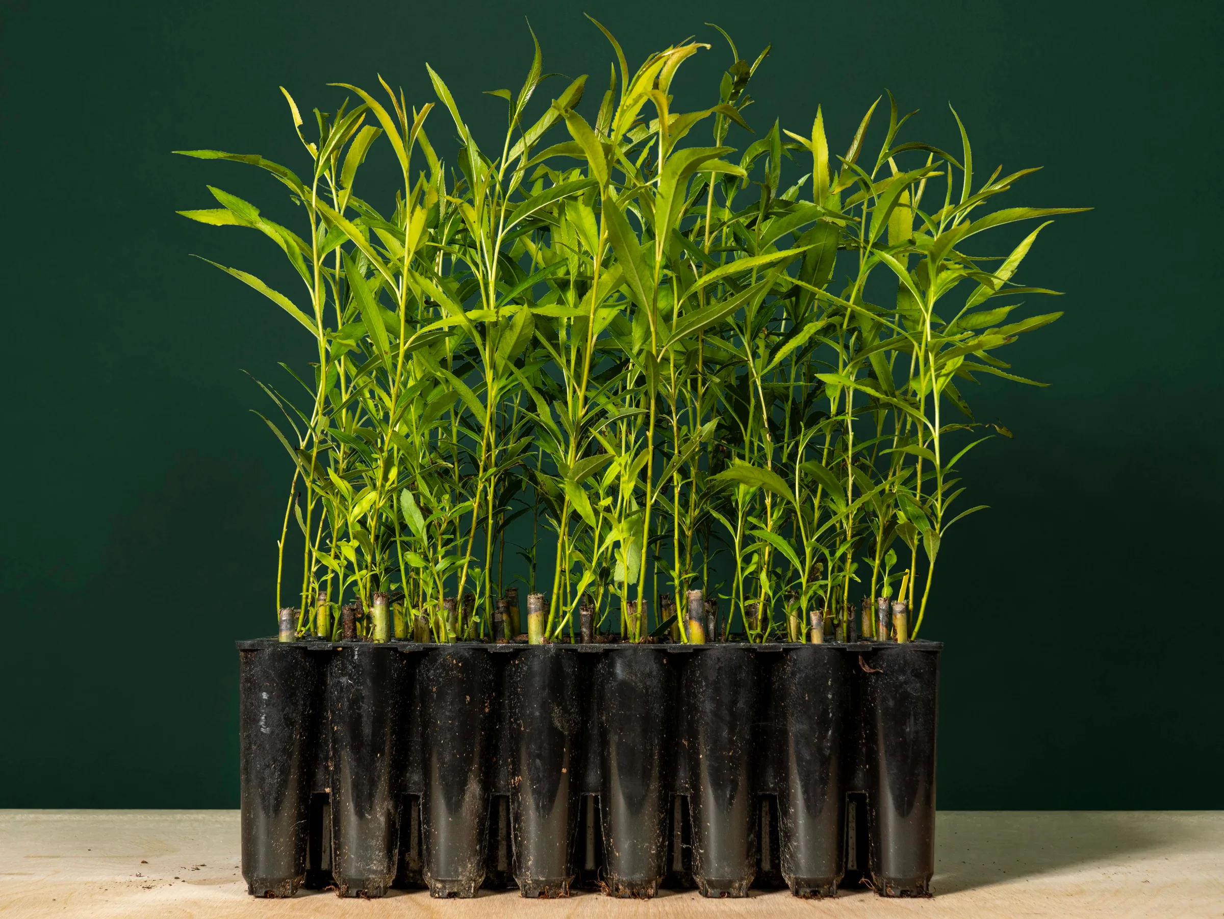 Tray of rooted willow plants with dense nursery growth, Quebec