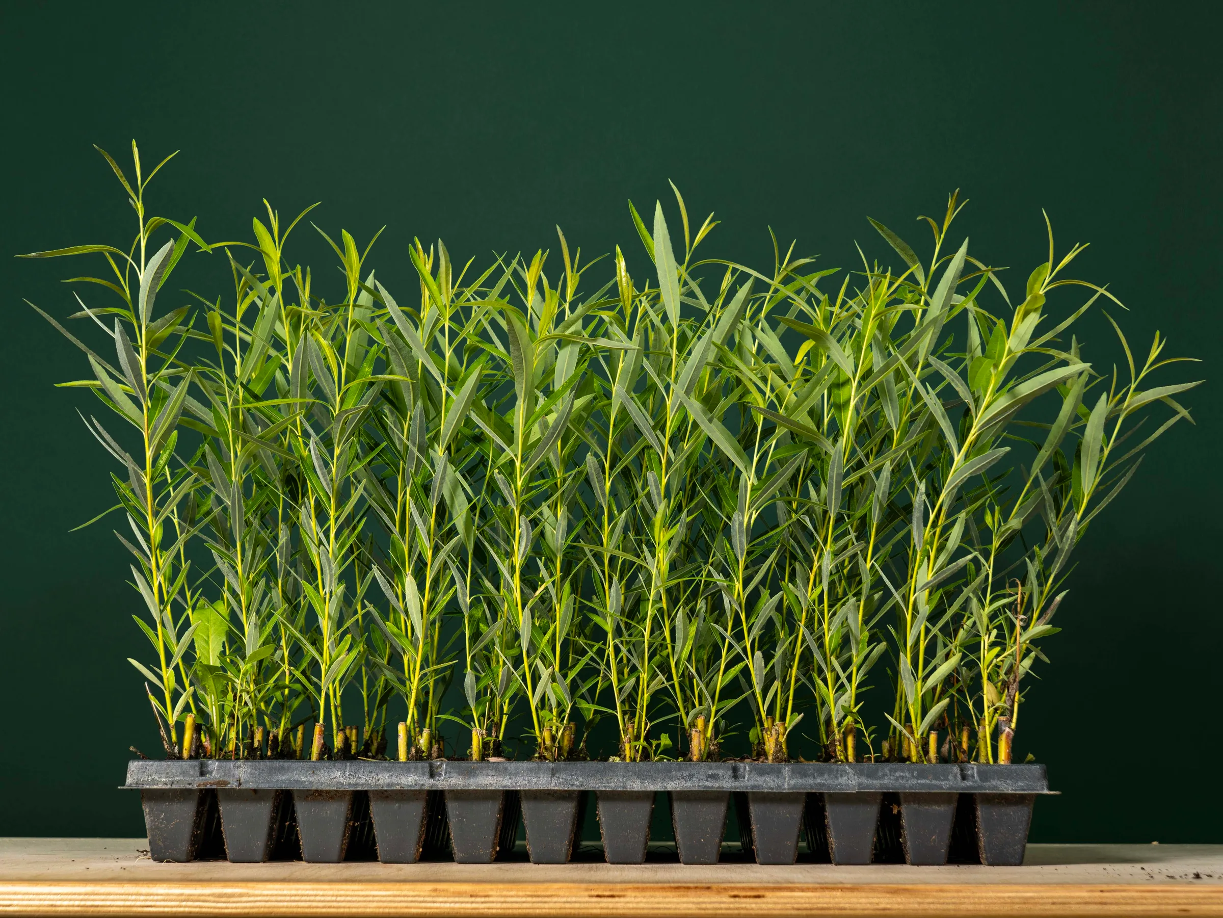 Tray of rooted willow plants in a nursery, Quebec