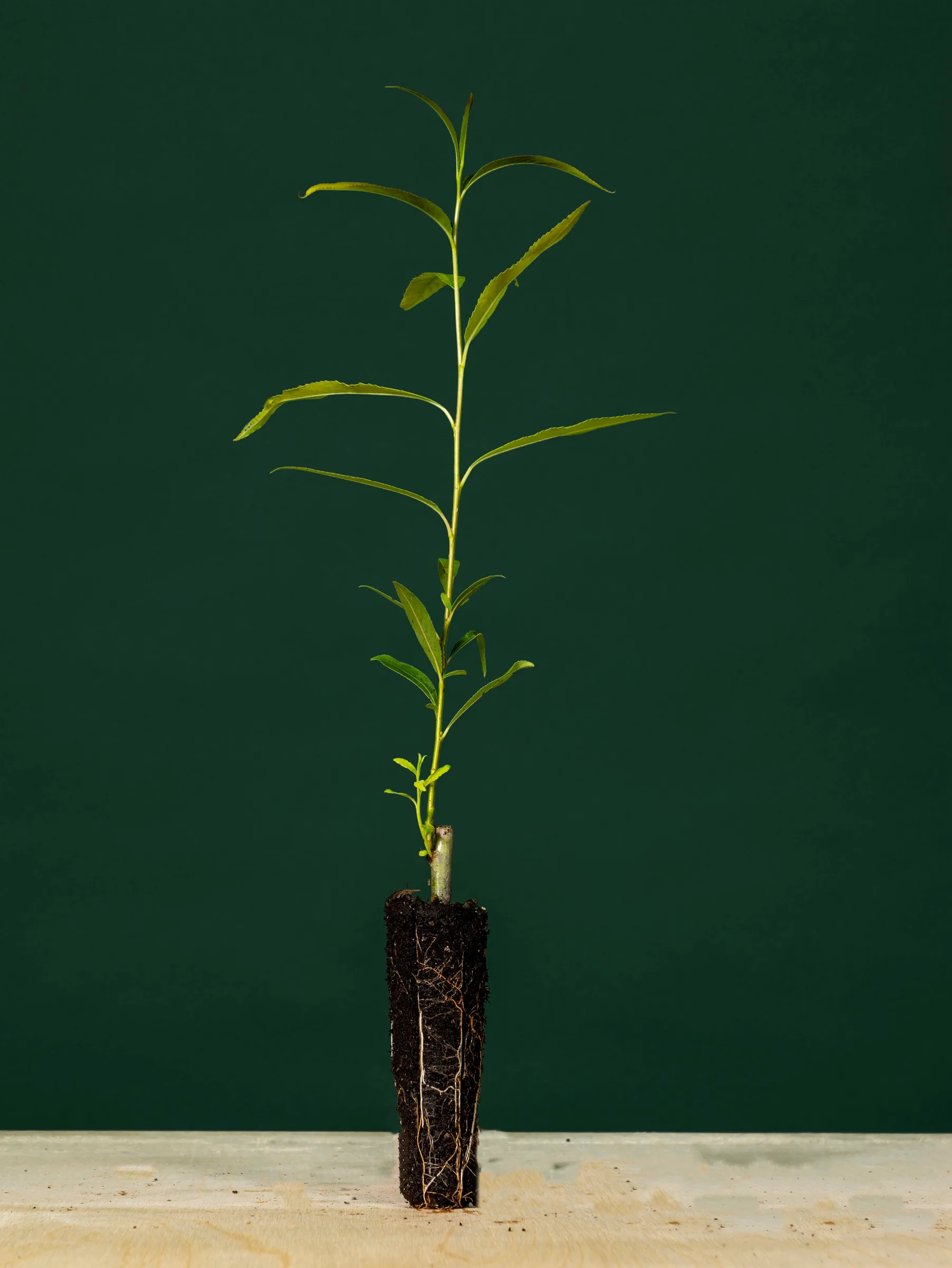 Rooted willow plug plant with visible root plug, Quebec