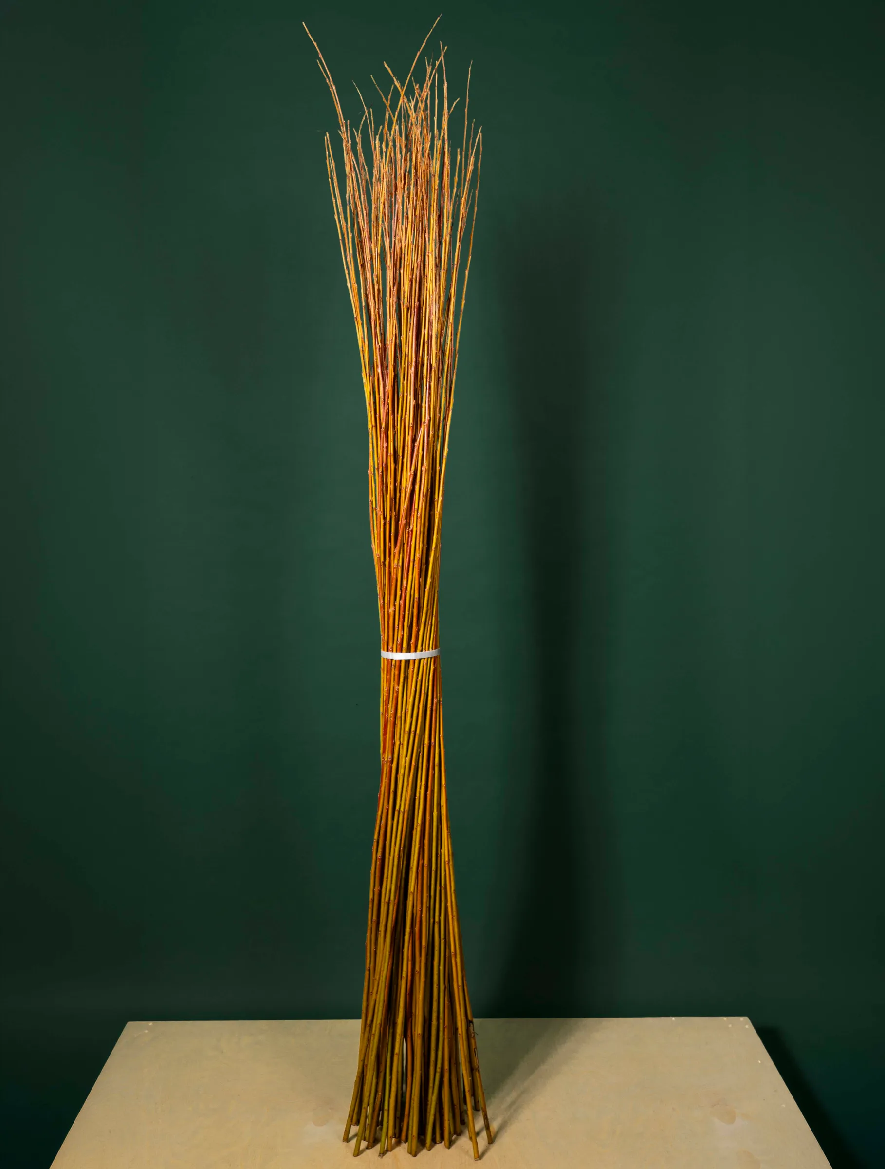 Bundle of long golden willow rods for basketry, Quebec