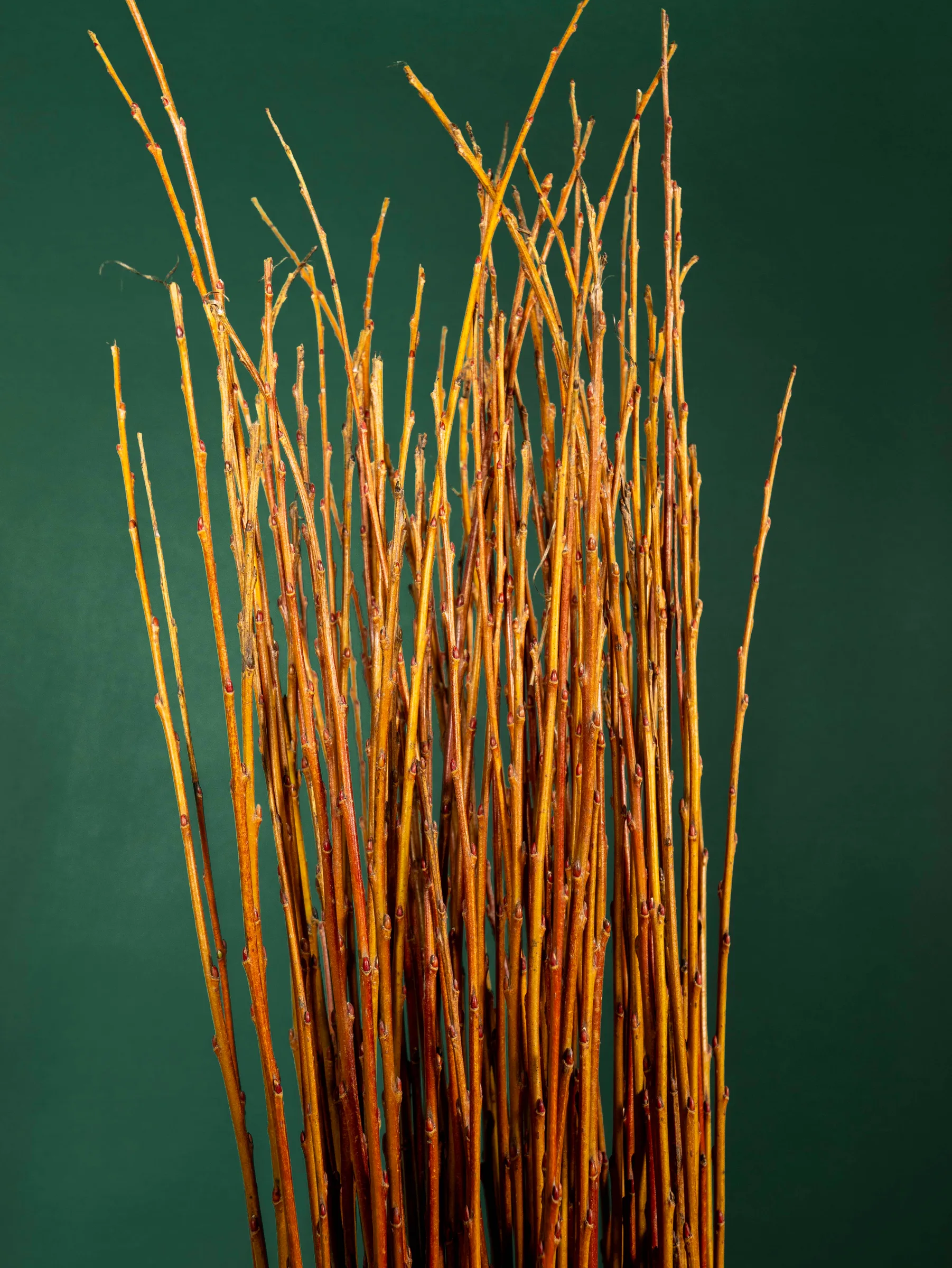 Tapered tips of willow rods used for weaving, Quebec