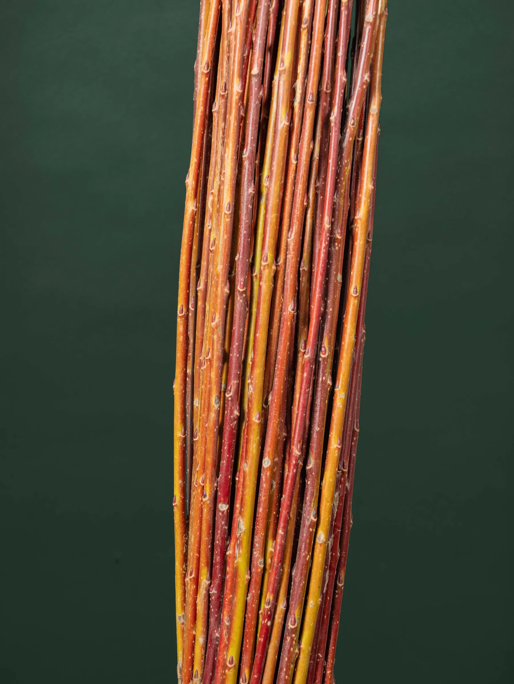 Close-up of smooth, knot-free willow rods for basketry, Quebec