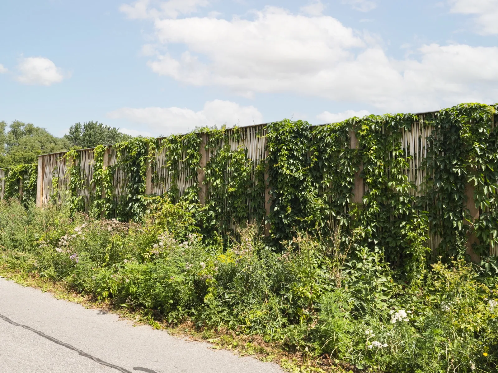 Vegetated Pilebyg® willow-wood noise barrier after a few years, Quebec