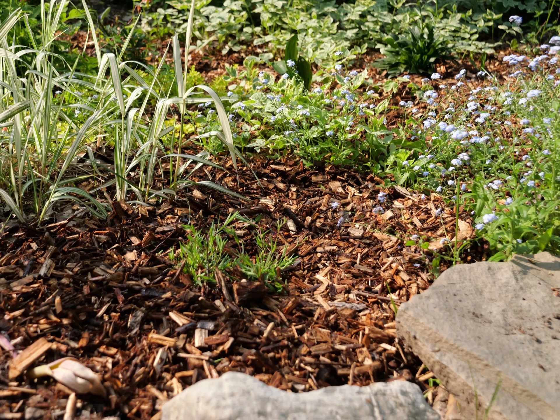 Willow ramial chipped wood (RCW) mulch