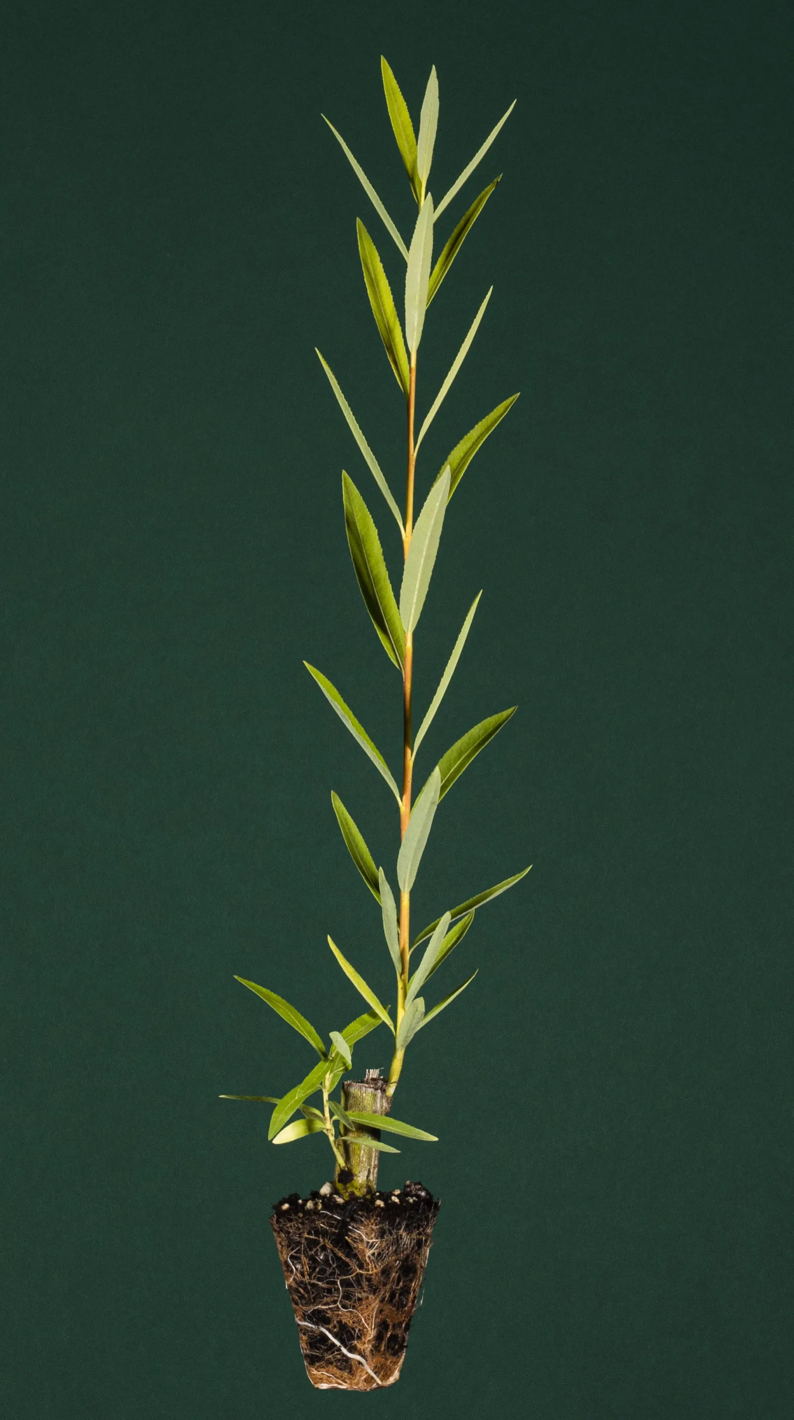 Root system of a willow cutting in a nursery, Quebec