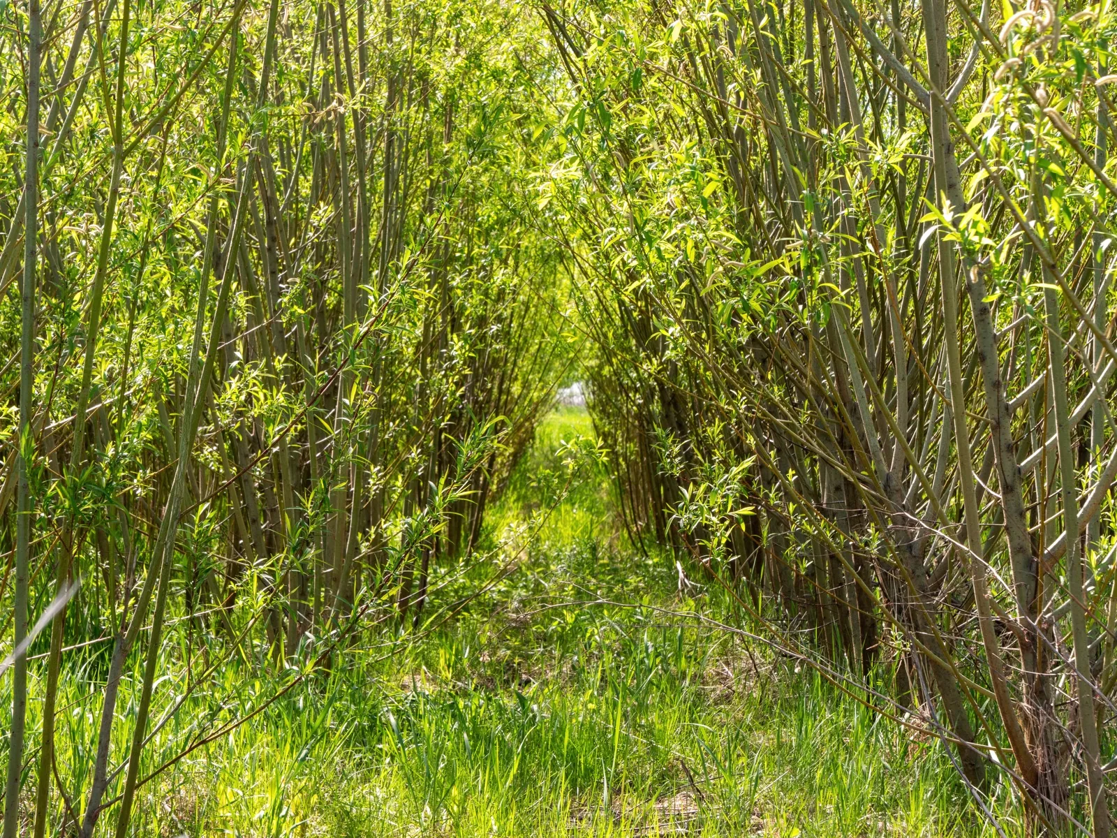 Dense canopy of a willow planting after 2 years of growth, Quebec