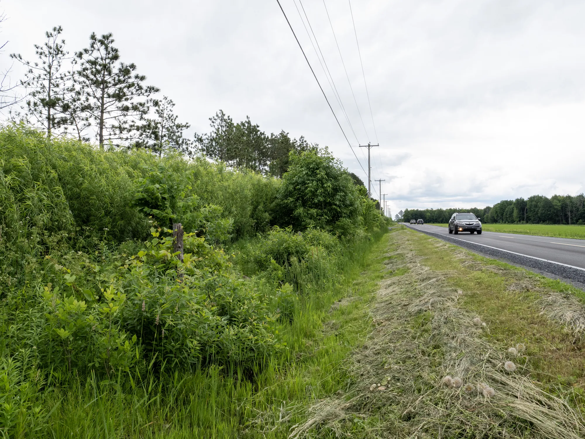 Willow vegetated barrier and windbreak at Compo-Haut-Richelieu