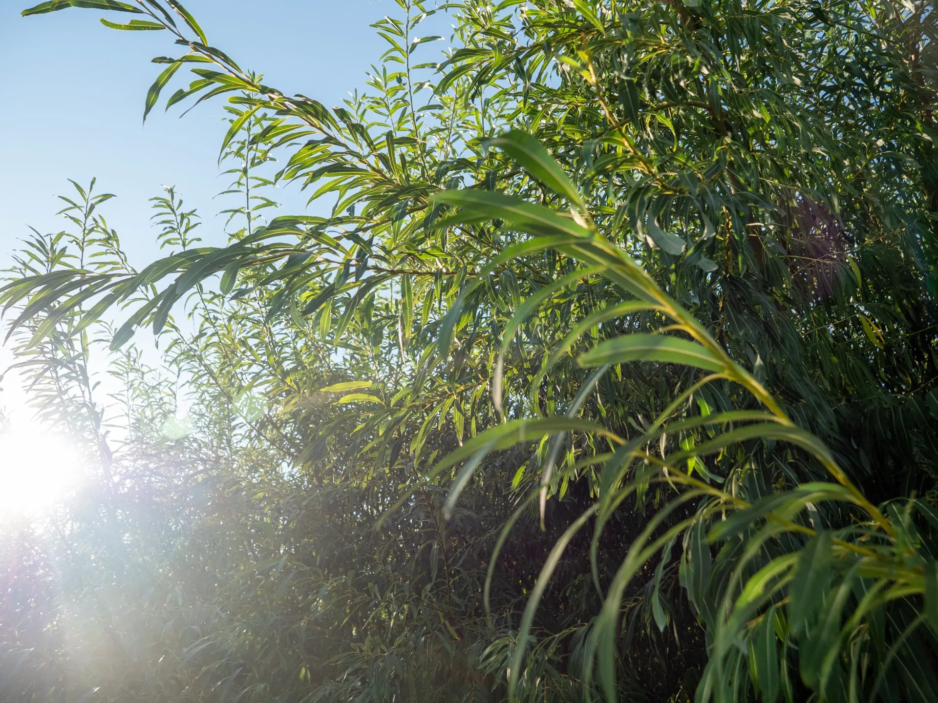 Backlit willow foliage, a living and evolving vegetated barrier