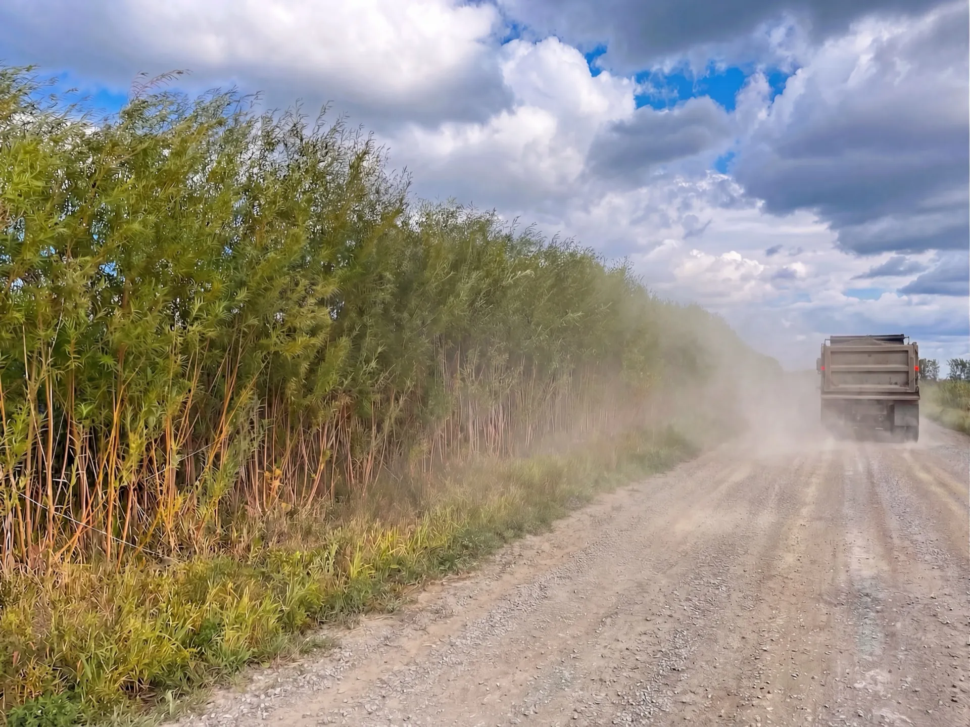 Vegetated barrier in action, with a willow screen filtering dust raised by a truck on a gravel road