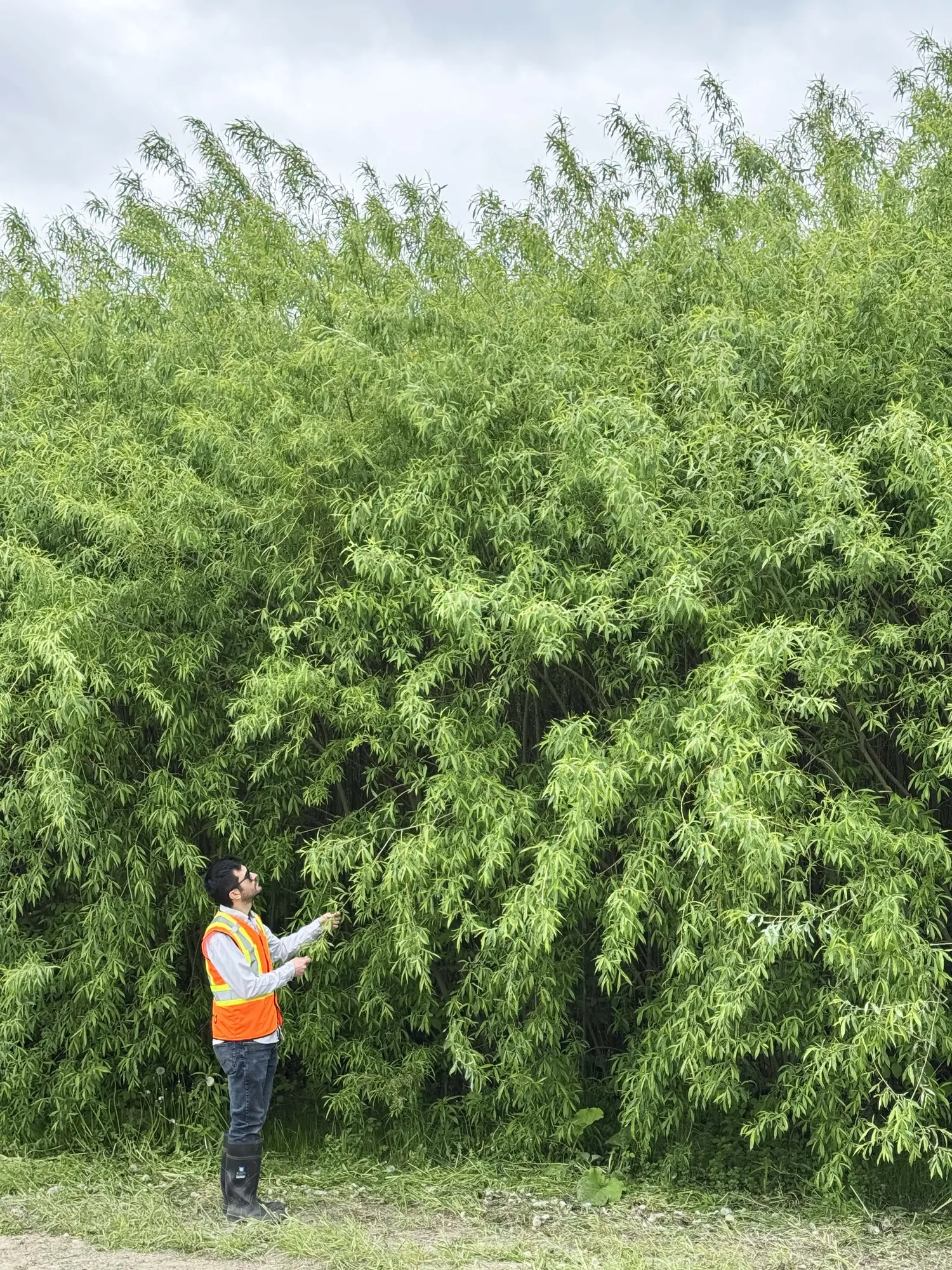 Willow screen several metres high, showing the scale of a mature vegetated barrier