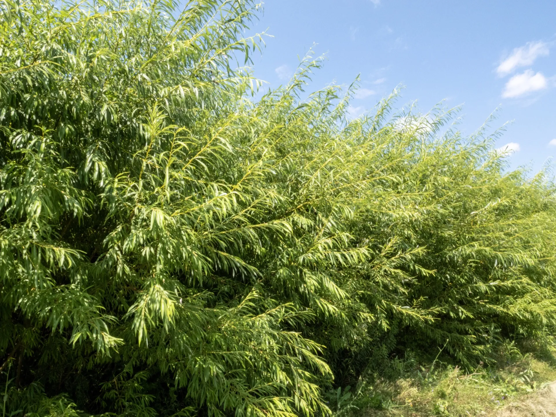 Mature willow screen with dense foliage for dust control and particle interception