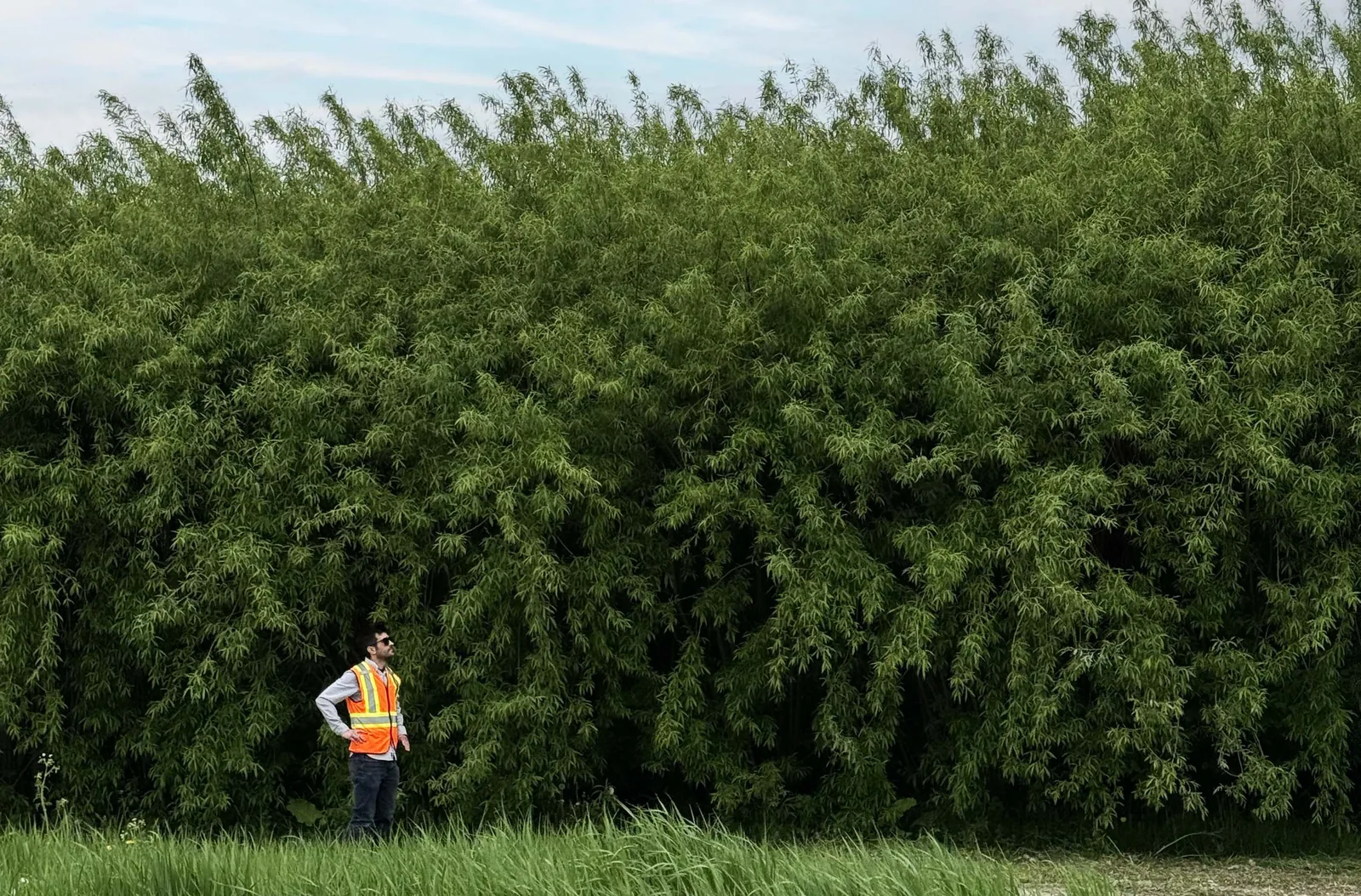 Vegetated barrier at the Compo-Haut-Richelieu site (drone view, Saint-Jean-sur-Richelieu)