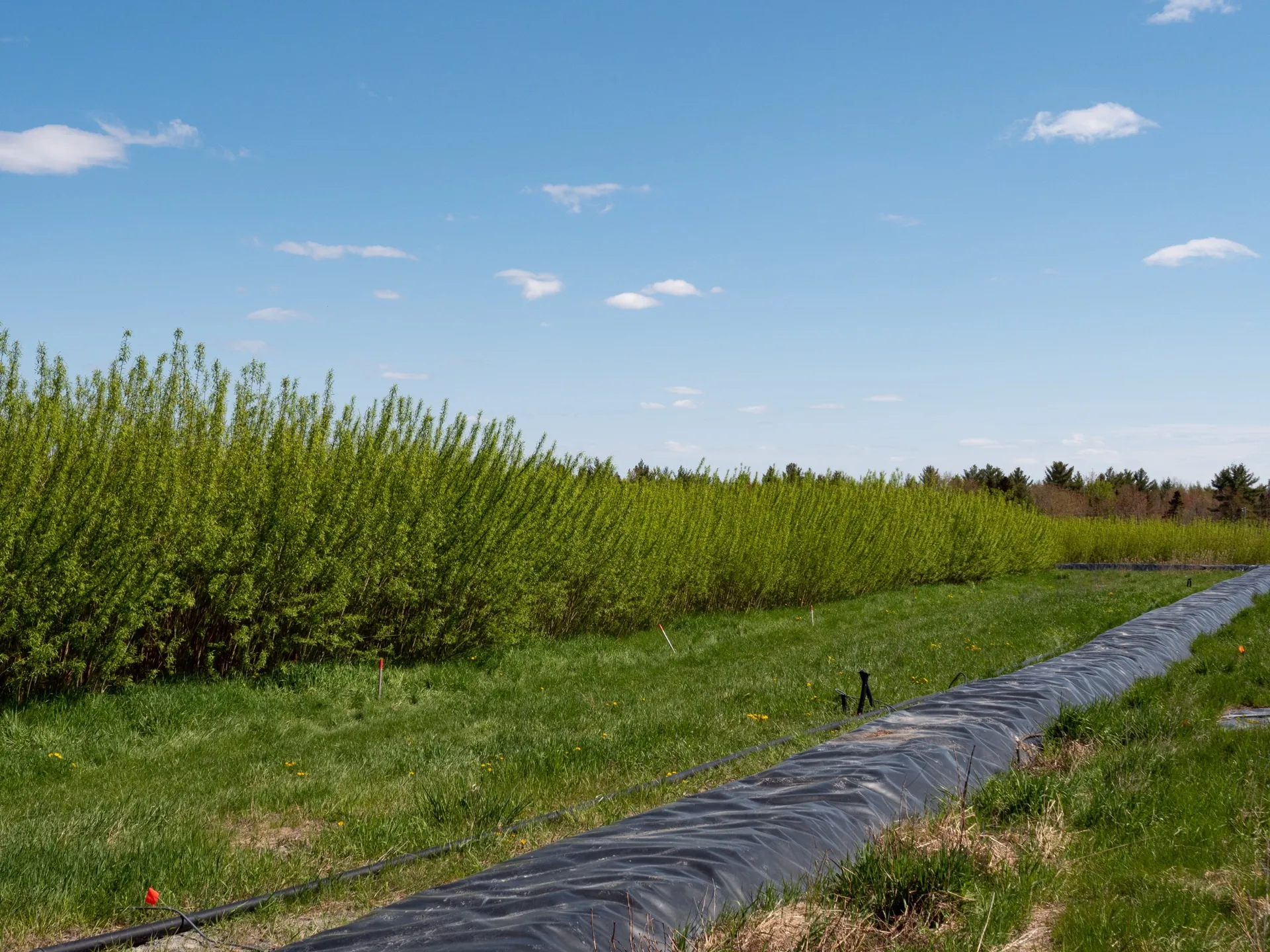 Young willow planting used as a vegetated barrier from the first season, field edge