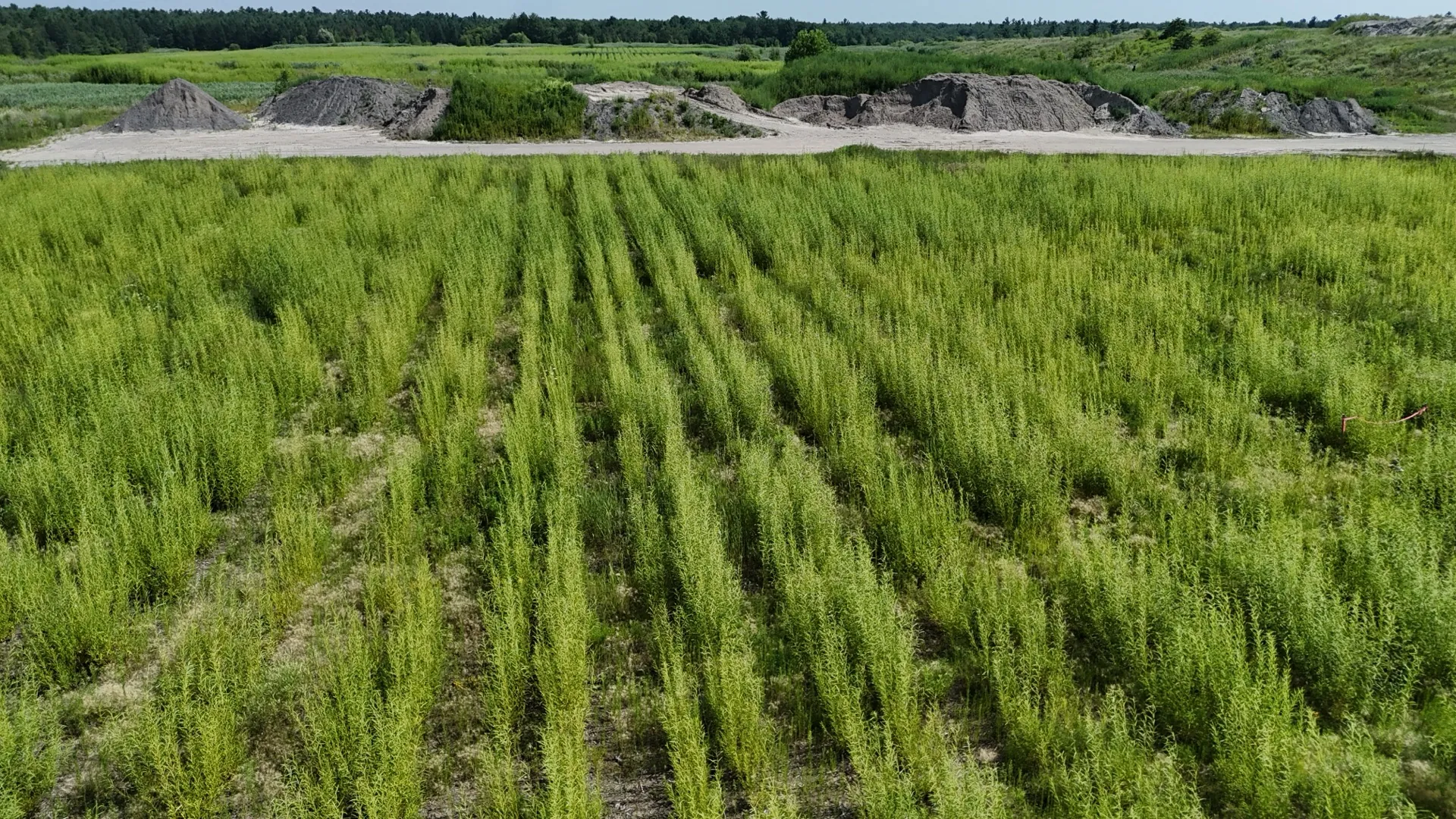 Evacap™ cover (willow planting, drone view, Quebec)