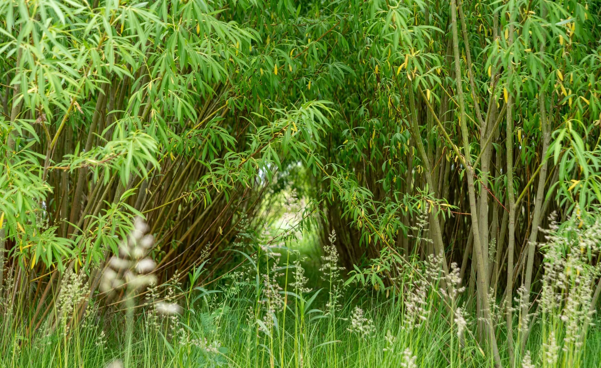 Willow planting on reconstructed revegetation substrate