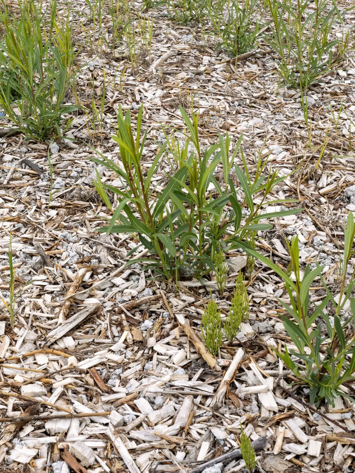Young willows taking root in the revegetation substrate (Villeneuve sand quarry, Quebec)