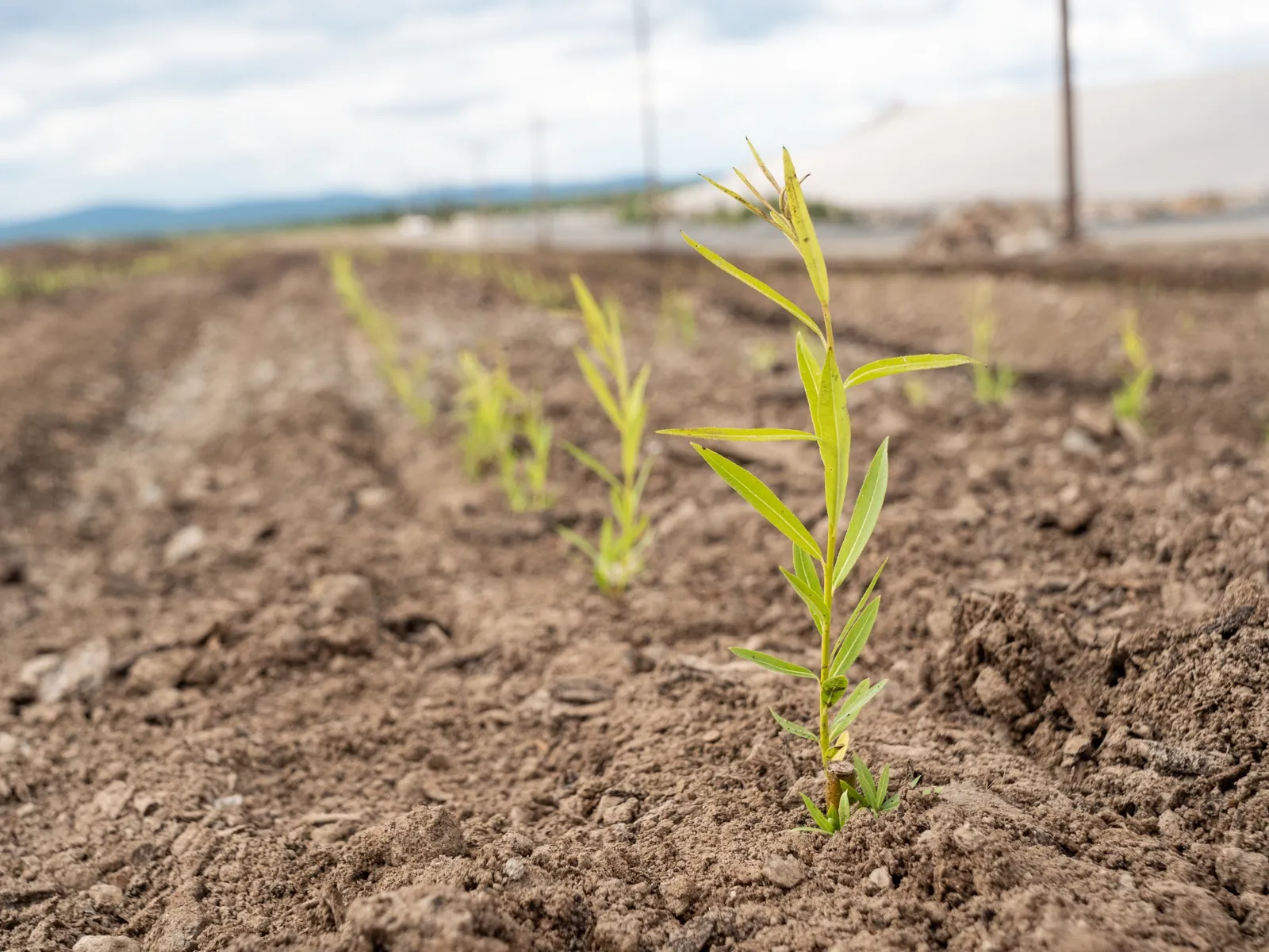 Young willow shoot a few weeks after planting on a mining site in Quebec