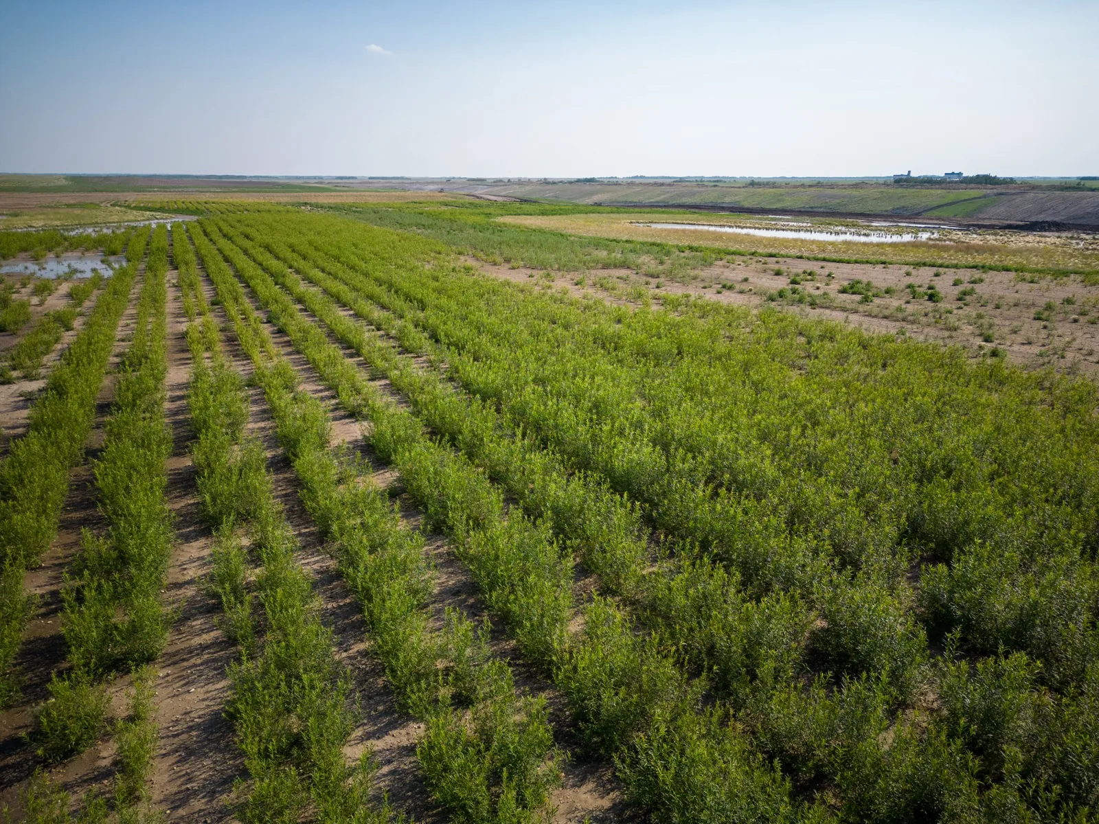 Mature willow planting (aerial drone view in Quebec)