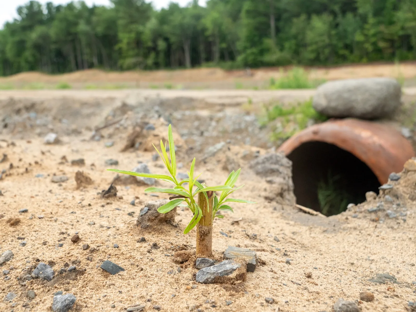 Willow shoot in a sand quarry under restoration