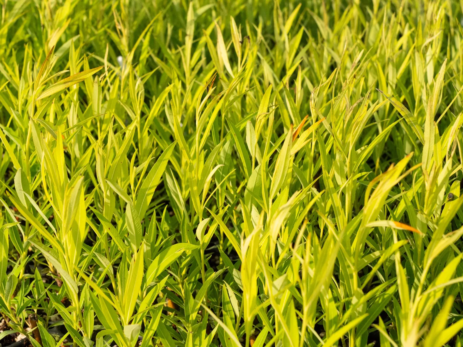 Dense foliage of willows in full growth in Quebec