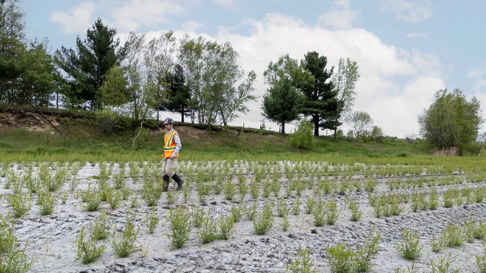 Inspection of a willow planting at the Villeneuve site in Quebec