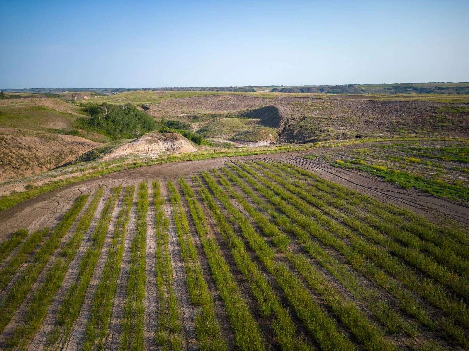 Revegetation of a degraded site through willow planting (drone view in Quebec)